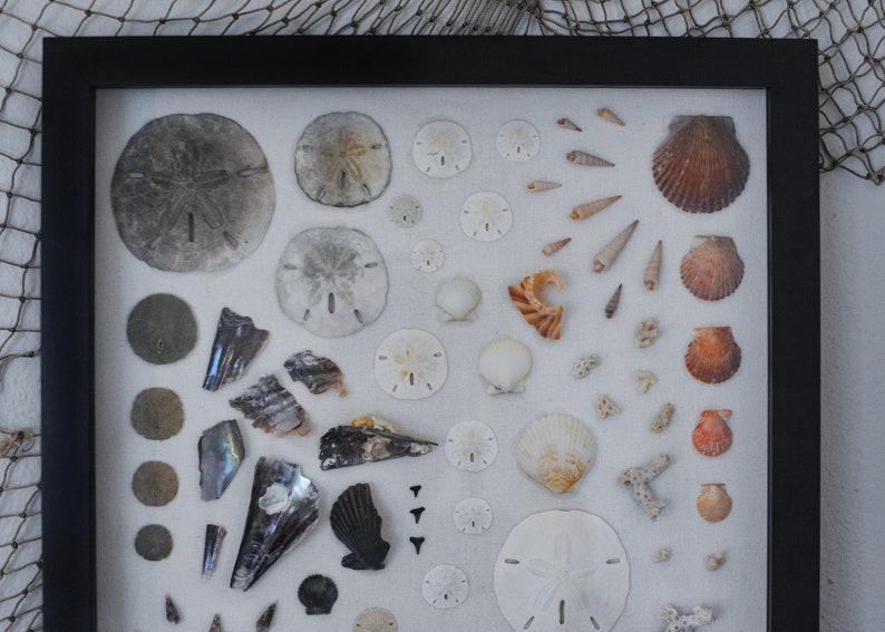Shell Shadow Box Wall Art Etsy