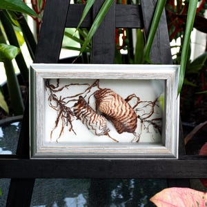 May include: A framed artwork featuring two brown and white seashells with a delicate seaweed design on a white background.