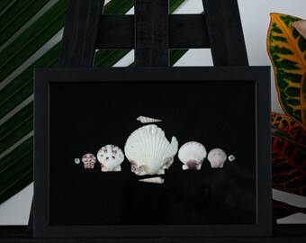 Shell Shadow Box - Muurkunst