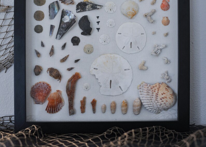 Shell Shadow Box Wall Art Etsy