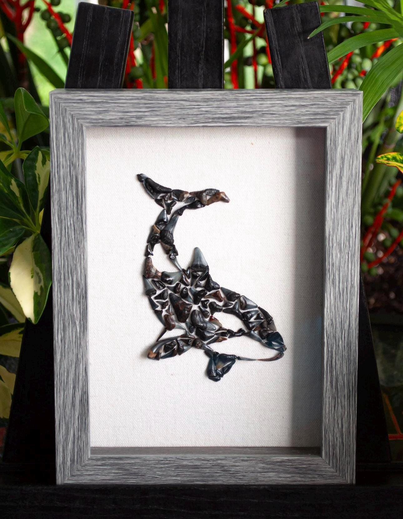 Orca Shark Tooth Shadow Box - Etsy