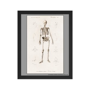 Human skeleton - D&#39;Orbigny 1892 - framed poster 11x14
