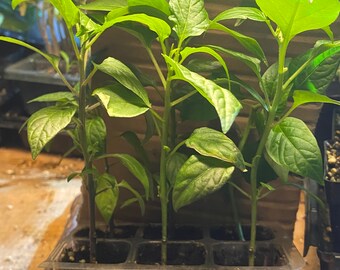 3 live Sweet Hungarian wax pepper seedlings