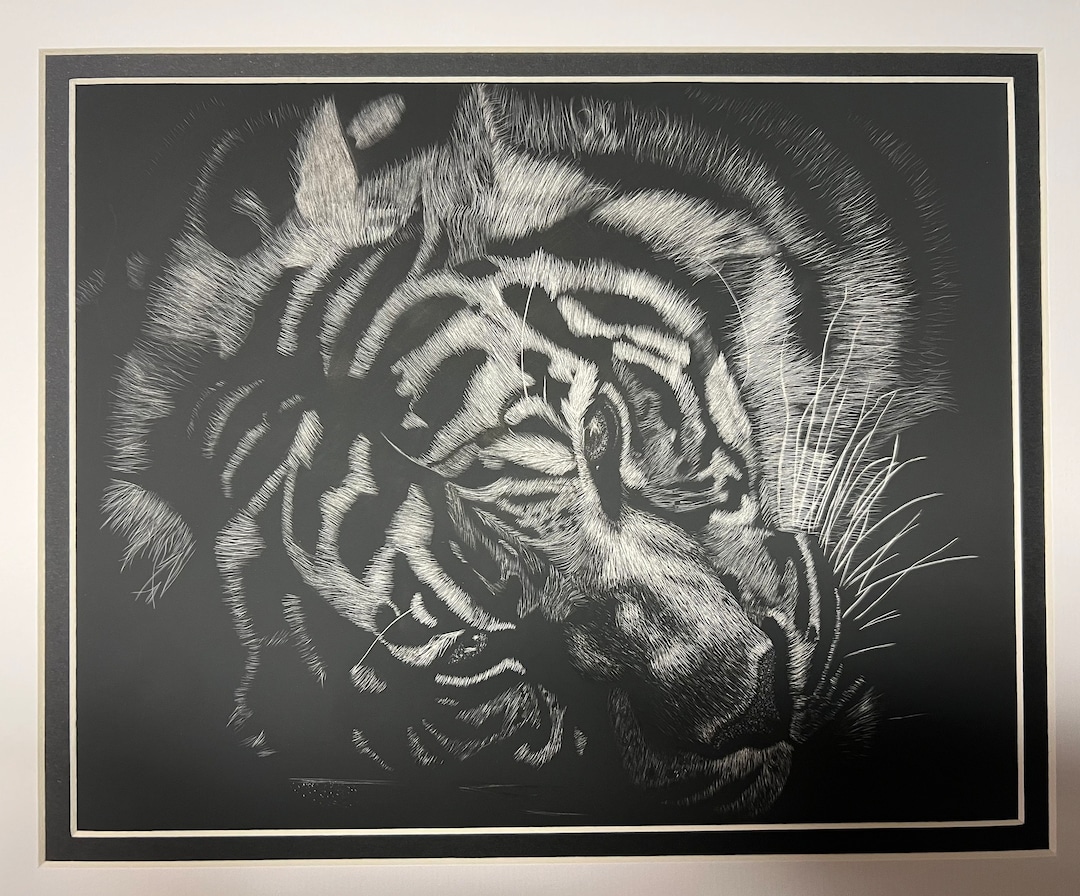 Scratchboard Tiger panthera 8x10 Etsy