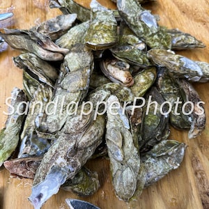 Oysters