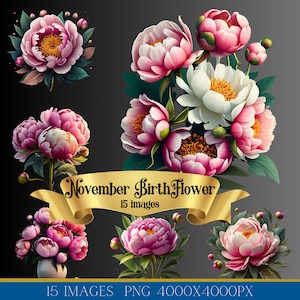 November Birth Flower Clip Art Bundle png, Peony birthflower clipart, 15 images, instant digital download, watercolor floral png