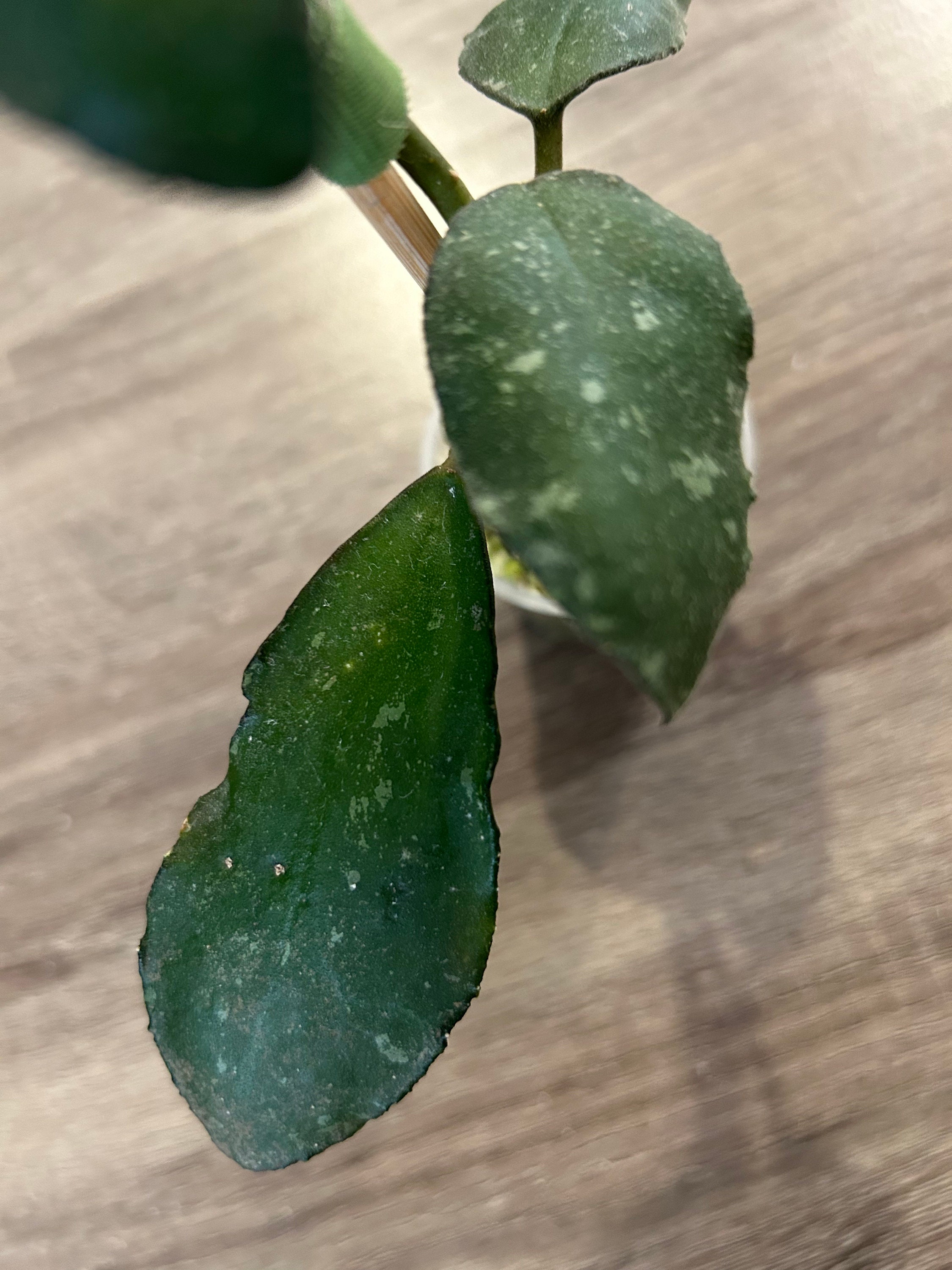 Hoya Waymaniae Splash - Etsy