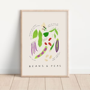 Cartel educativo de frijoles y guisantes / impresión de arte DIGITAL, arte de la pared del vivero, decoración del arte de la pared del comedor de la cocina, cartel de aprendizaje de verduras imagen 1