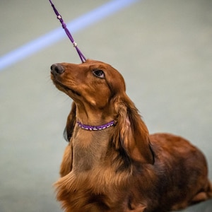 May include: A long-haired dachshund with a reddish-brown coat, wearing a purple collar and attached to a matching purple leash. The dog has long, floppy ears and is looking upward with a focused expression, showcasing its sleek, soft fur.
