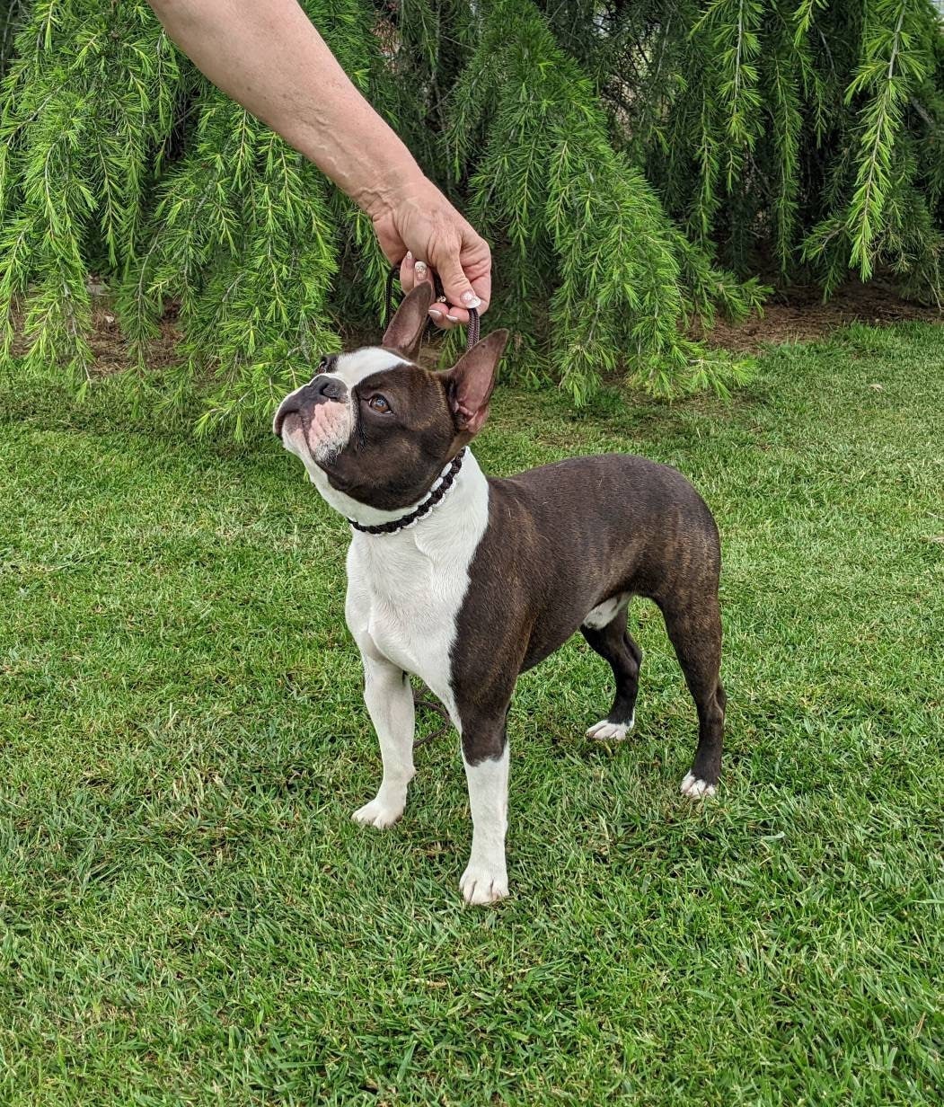 Elegant Custom Dog Show Lead. Fine Show Lead, Slip Lead, Dog Show