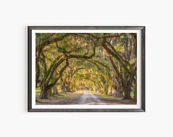 May include: Framed landscape print showing a dirt road lined with trees. The trees create a natural archway, with moss and Spanish moss hanging from the branches. The scene is illuminated by warm sunlight, creating a peaceful and inviting atmosphere.