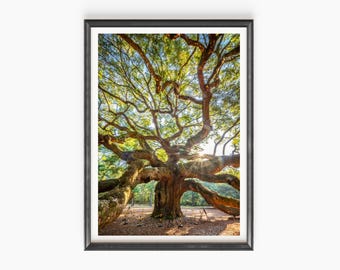 Angel Oak Tree South Carolina Print / Canvas – Charleston Live Oak Photography – Southern Fine Art Wall Decor