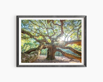 Angel Oak Tree South Carolina Print / Canvas – Charleston Live Oak Photography – Southern Fine Art Wall Decor
