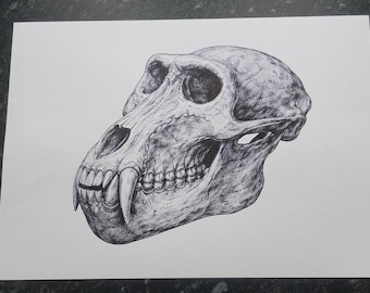Umfene (baboon's skull) - Canvas Print