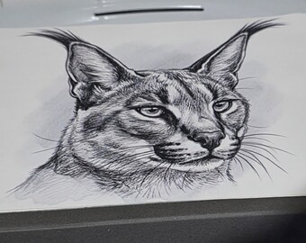 Caracal canvas print