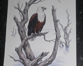 Fish Eagle - Canvas Print