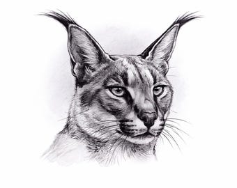 Serval - Canvas Print