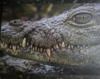 Ngwenya - Canvas Print