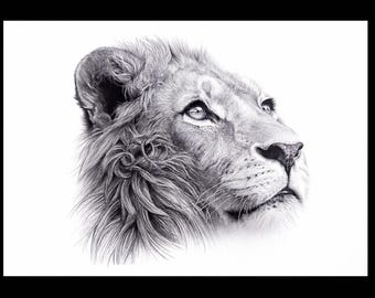Shumba - Canvas Print