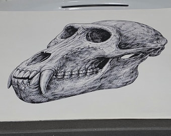 Baboon's skull canvas print
