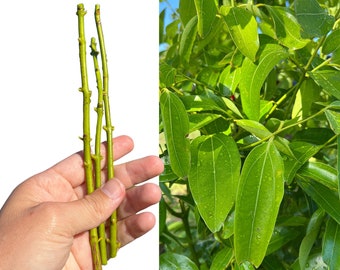 Cinnamon Cuttings "Ceylon" - 3 per order