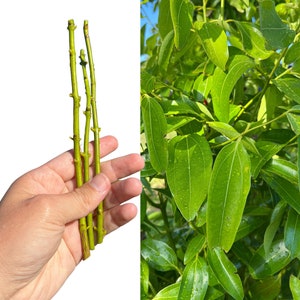 Cinnamon Cuttings "Ceylon" - 3 per order