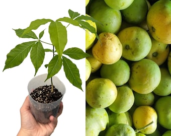 White Sapote Fruit Plant