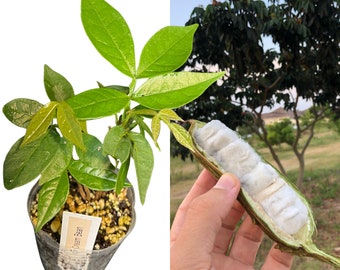 Ice Cream Bean Plants - Rare Tropical Fruit - Sweet Tasting Fruits