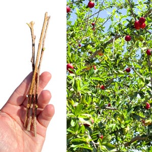 Barbados Cherry (3 Live Cuttings)