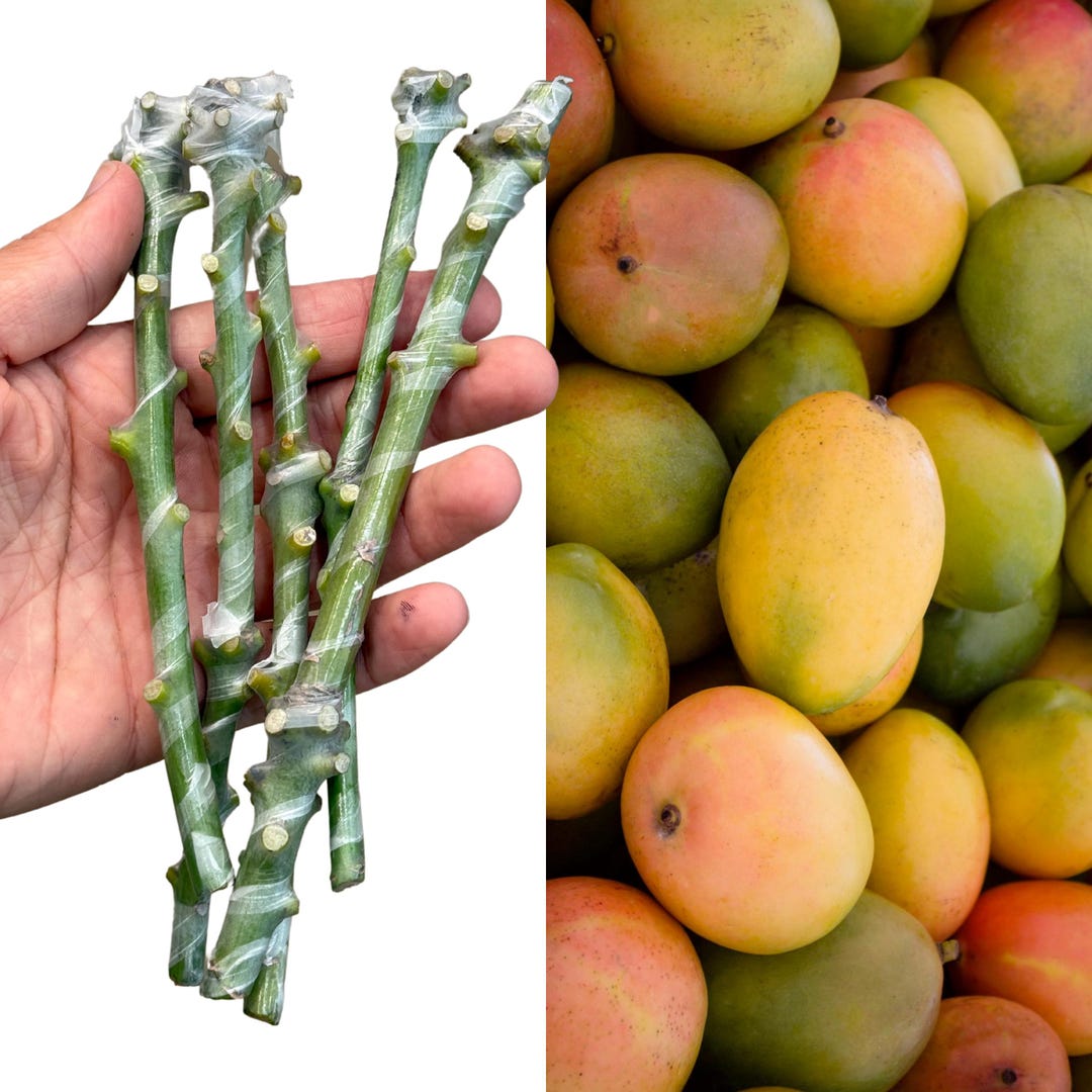 Reserve Your Space In Our Mango Grafting Workshop! - The Mango Place
