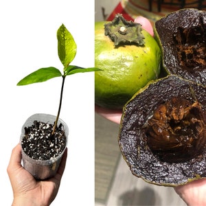 Black Sapote Seedling (Large Variety)
