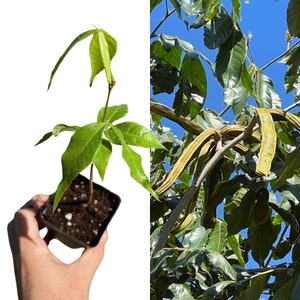Ice Cream Bean Plant, "Inga Edulis" Variety (Large Fruits)