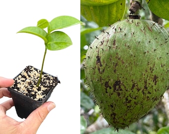 Mountain Soursop Seedling