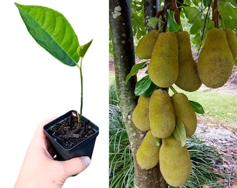 Jackfruit Plant - Large Sweet Fruits