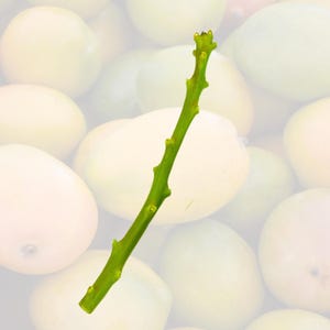 Mango Scions for Grafting