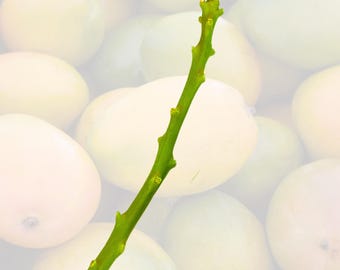 Mango Scions for Grafting