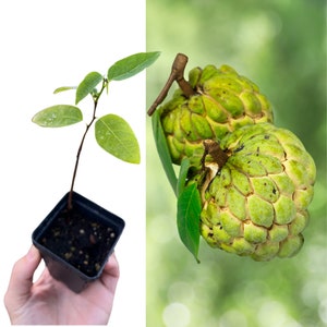 Sugar Apple Seedling (Thai Lessard) Variety