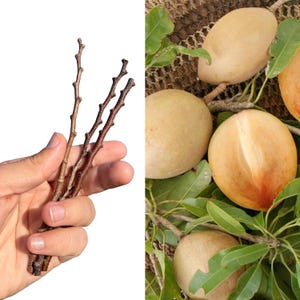 Sapodilla "Makok" ( 3 Live Scions )