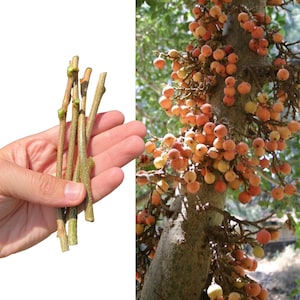 May include: A close-up of a hand holding several small, brown twigs with green buds. The twigs are from a fig tree, which is shown in the background with a cluster of small, orange-red figs.