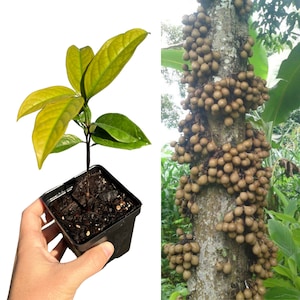 Kepel Plant - Tropical Fruit Tree - *Extremely Rare*