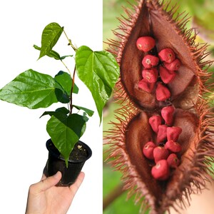 Achiote Plant (lipstick tree, biju, urucum, achiotillo)