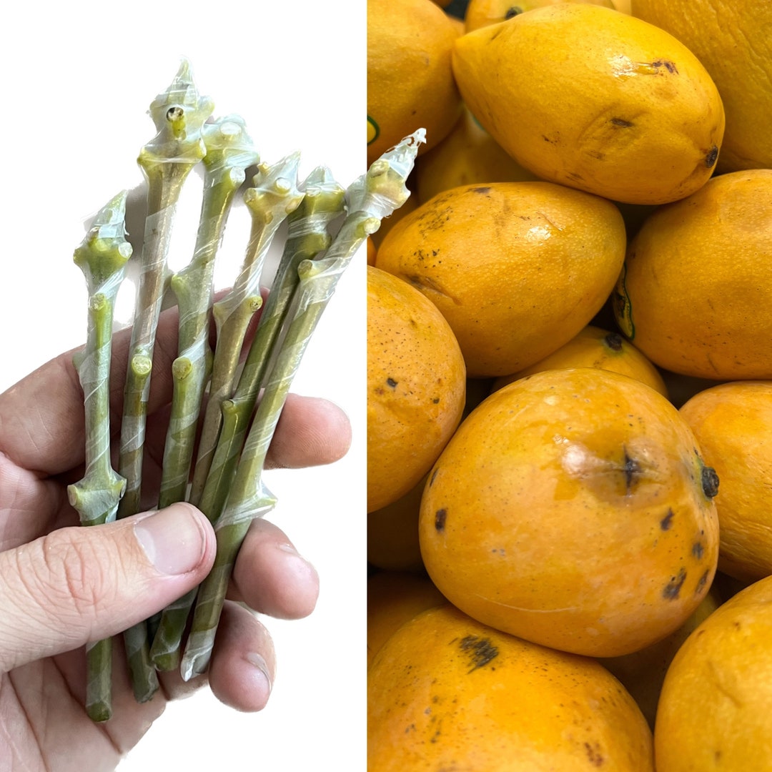 Premium Mango Scions 5 Quantity Minimum 30 Dollar Minimum Etsy