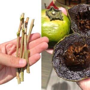 Black Sapote (3 Cuttings/Scions)