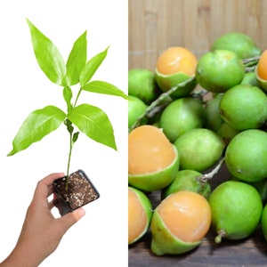 Genip, Mamancillo, Spanish Lime Plant (Melicoccus bijugatus)