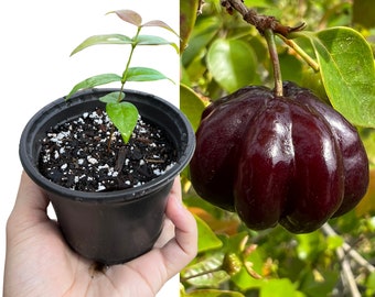 Surinam Cherry (Dark) Seedling