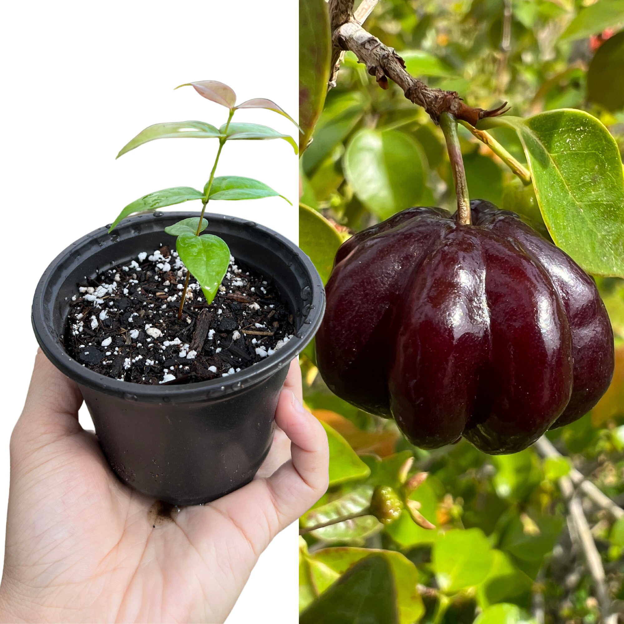 Surinam Cherry (zill's Dark) Seedling - Etsy