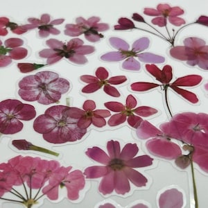 20/40 Flor rosa transparente, flor seca retro, pegatinas de flores rosas, juego de pegatinas de vinilo para diario, álbum de recortes con pegatinas estéticas de verano