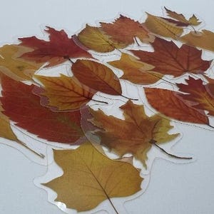 20/40 klarer Ahornblatt-Aufkleber, Herbst, Herbst, Ahornblätter, klares transparentes Vinyl getrocknete Herbstkanadische Waldblätter, Journal Scrapbook