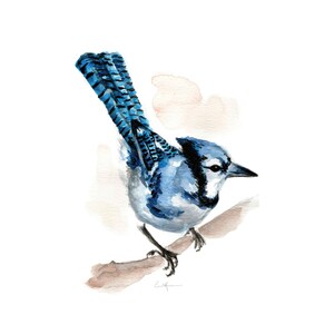 Bluejay