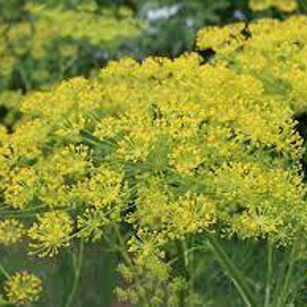 Bouquet Dill | Clearance | USDA Organic | Heirloom | Urban Gardening | Homesteading | Herbs